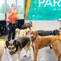 dog day care center chandler Dogtopia of South Chandler