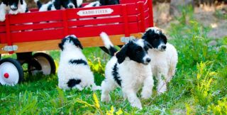 dog breeder chandler Desert Oasis Kennels Standard Poodles Arizona