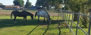 horse boarding stable chandler Serenity stables