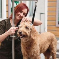 dog trainer chandler Petco Dog Training