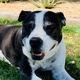animal shelter chandler Help A Dog Smile (Mailing Address)