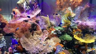 aquarium gilbert Aquarium Arts