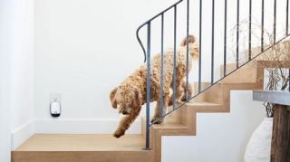 A dog walks down the stairs and past the Ting device plugged in the wall
