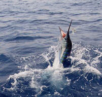 fishing charter gilbert Fiesta Sportfishing & Diving