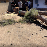 tool grinding service gilbert JC’S Tree Removal & Stump Grinding