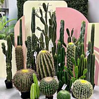 New shipment of faux cacti.