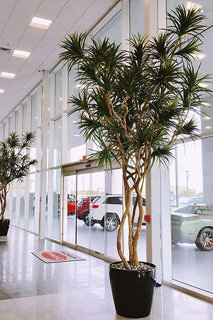 Artificial 16 foot tall dracaena marginata in auto dealership showroom