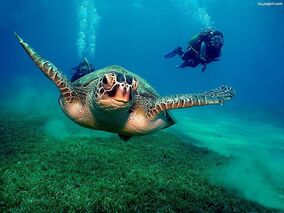 Scuba Dive With Marine Life !