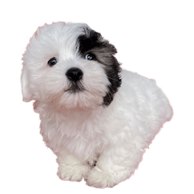 Housebreaking your Coton de Tulear Puppy