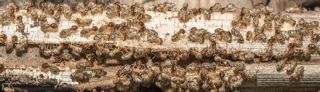 pest control service mesa Varsity Termite and Pest Control