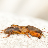 pest control service mesa Truly Nolen Pest & Termite Control