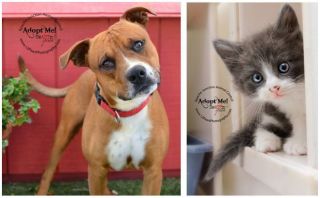 animal shelter mesa Paws and Claws Animal Shelter