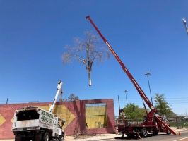 snow removal service mesa Techer's Tree Service