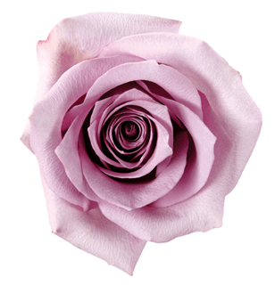 Loose Stem Purple Rose