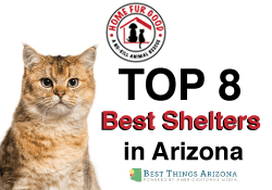 The 8 Best Animal Shelters in Arizona!
