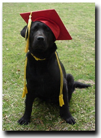 My dog is an honor student at Sunshine School for Dogs