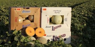 crop grower scottsdale Legend Produce