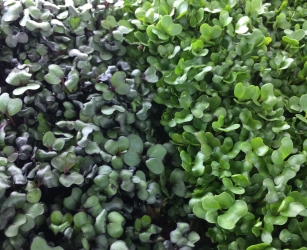 agricultural product wholesaler scottsdale Phoenix Microgreens