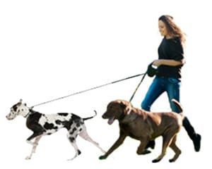 dog walker scottsdale TLC While You're Away
