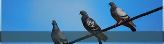 bird control service scottsdale The Pigeon Specialist