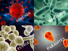 infectious disease physician scottsdale Apex Physicians I.D.