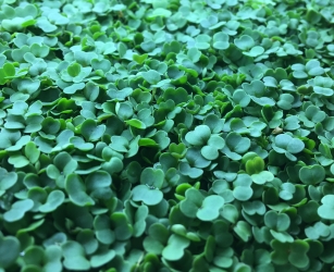 agricultural production scottsdale Phoenix Microgreens