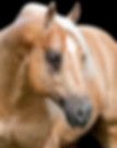 horse breeder scottsdale Silver Spurs Equine