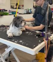 pet groomer scottsdale Twin Tails Cageless Grooming Scottsdale