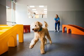 dog day care center scottsdale Dogtopia
