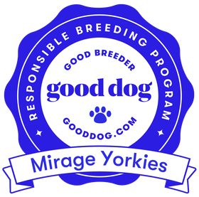 dog breeder surprise Mirage Yorkies
