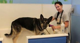 dog day care center surprise Kimbur Pet Wash & Suites