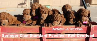 dog breeder surprise Springer Clan Standard Poodles