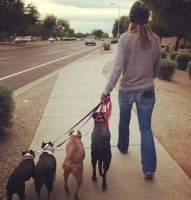 dog walker tempe This Little Doggie Stayed Home Pet Sitting, Dog Walking and Training
