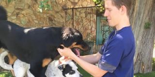 emergency veterinarian service tempe Tempe Lake Veterinary Clinic & Pet Resort
