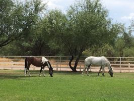 horse boarding stable tucson Raven Ranch