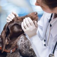 Vet Care — Doctor Examines the Dog's Eyes in Tucson, AZ