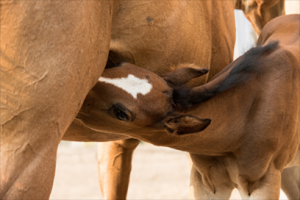horse breeder tucson Bandalero Ranch-Equine