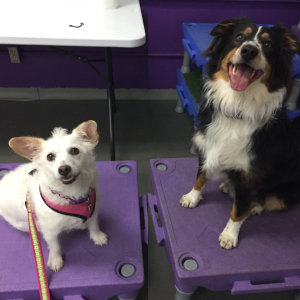 dog trainer tucson Oh, Behave! Pet Training & Behavior Solutions