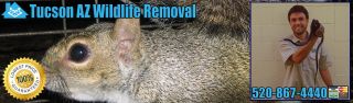 animal control service tucson Pest Animal Removal Tucson