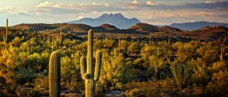 tax preparation tucson Bottom Line Tax, Accounting & Business Services, Inc.