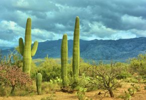 Got a problematic cactus on your property? Let our pros remove it safely.