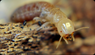pest control service tucson Truly Nolen Pest & Termite Control