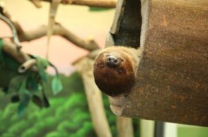Introducing Gwen, the Linné’s two-toed sloth