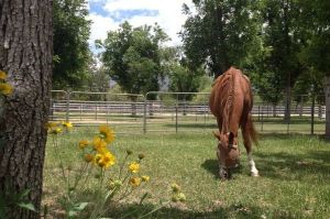 horse trainer tucson Sommertime Farms