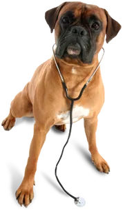 veterinarian tucson Ajo Veterinary Clinic