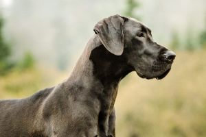 veterinarian tucson Spanish Trail Pet Clinic