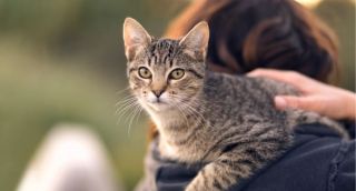 veterinarian tucson Spanish Trail Pet Clinic
