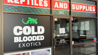 reptile store tucson Cold Blooded Exotics
