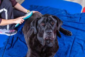 veterinary pharmacy tucson Cortaro Farms Pet Hospital